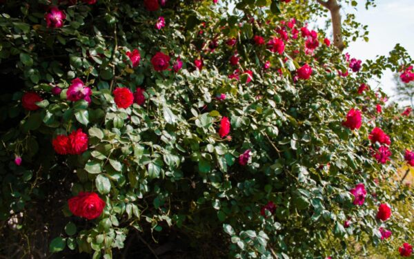 Rožės po žiemos atrodo nusilpusios? Trys darbai, po kurių jos gausiai žydės iki pat spalio