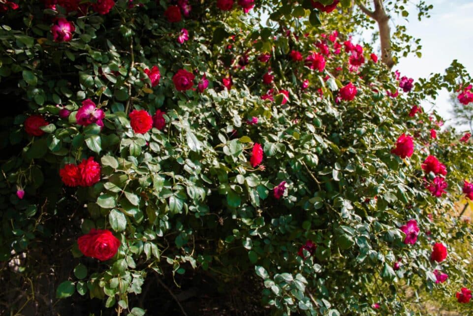 A stunning close-up of red roses in full bloom, creating a vibrant garden scene.
