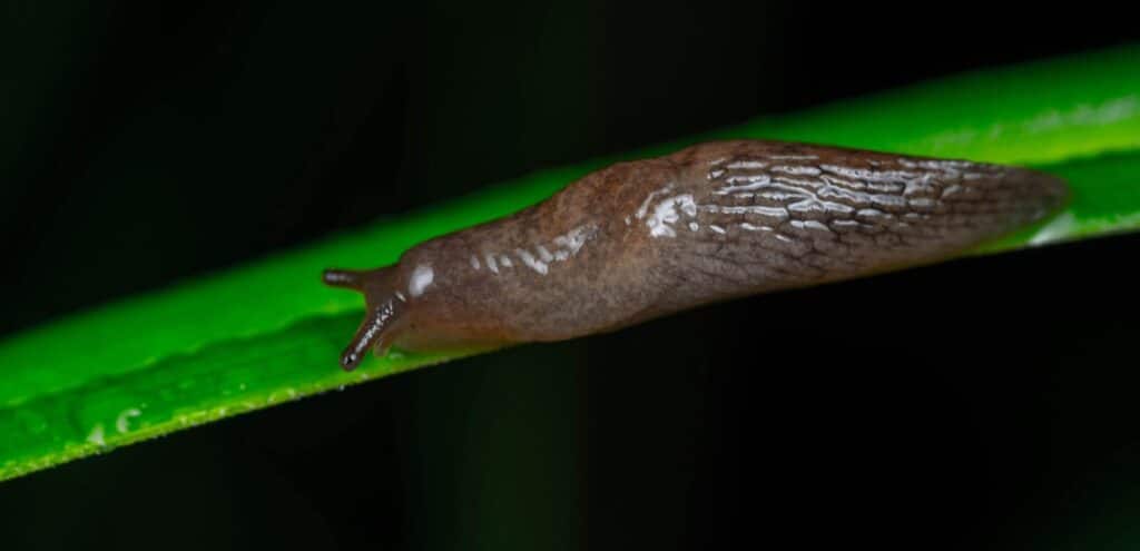 Close-up of a brown slug gliding on a wet green leaf, highlighting its texture.