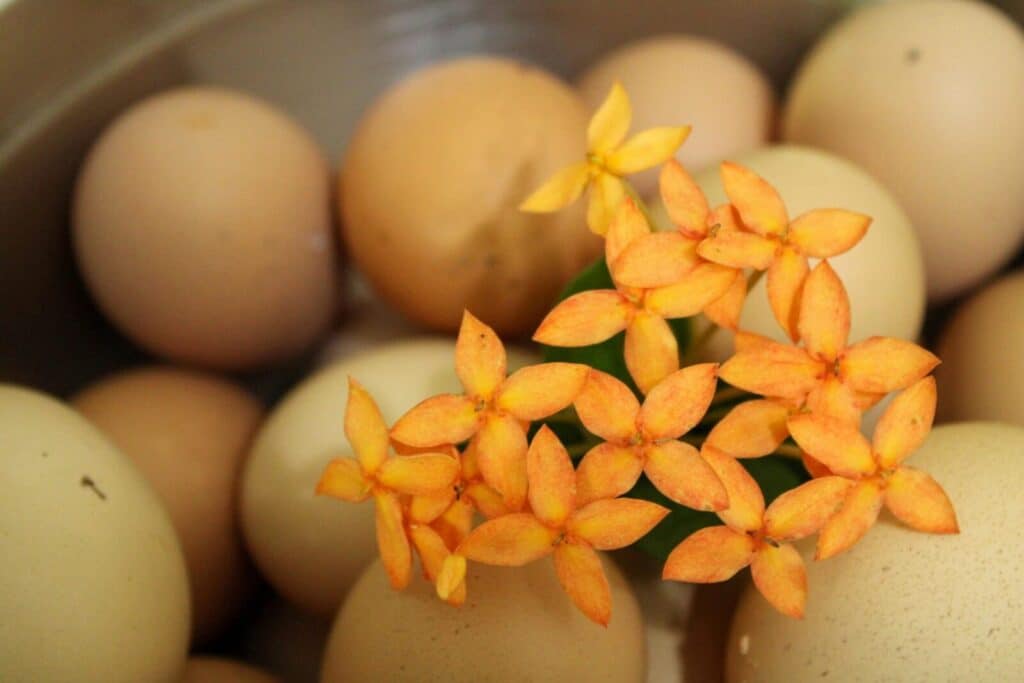 Close-up of yellow flowers and fresh brown eggs creating a natural still life scene.