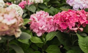 A beautiful close-up of pink and red hydrangeas in full bloom, surrounded by lush green leaves.