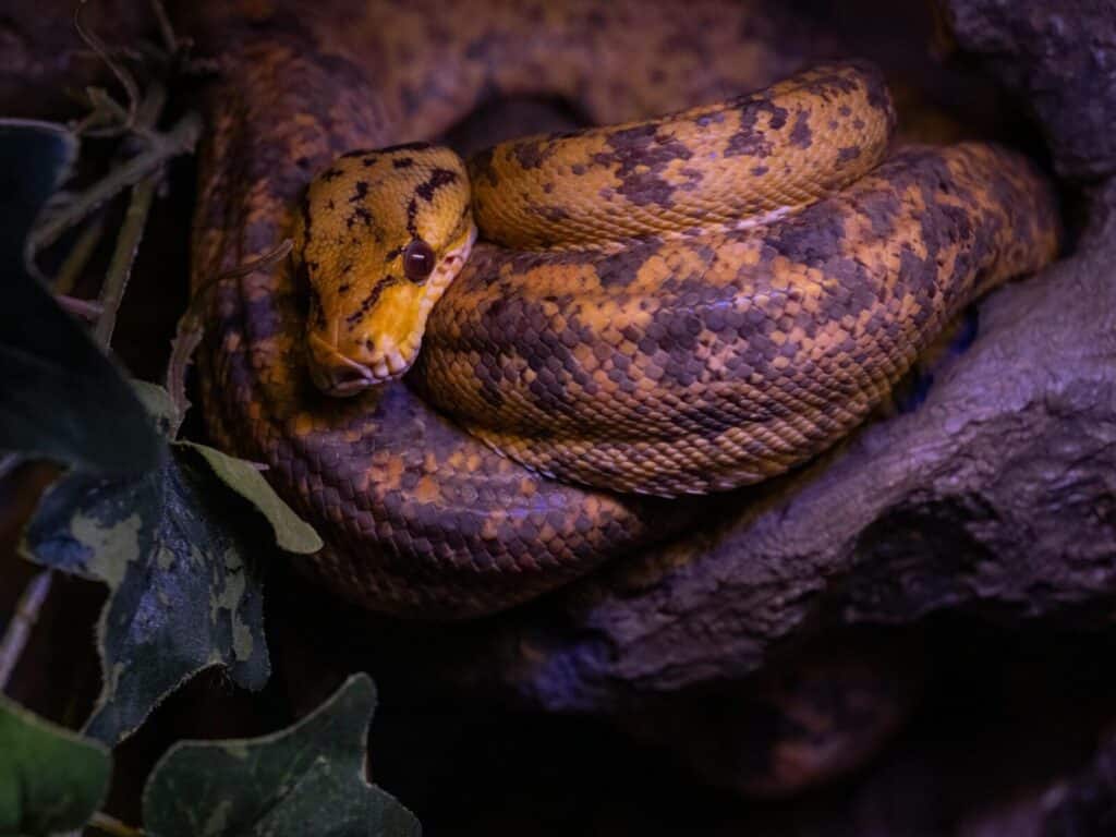 Detailed close-up of a vibrant yellow python coiled on a branch, highlighting its scales and markings.