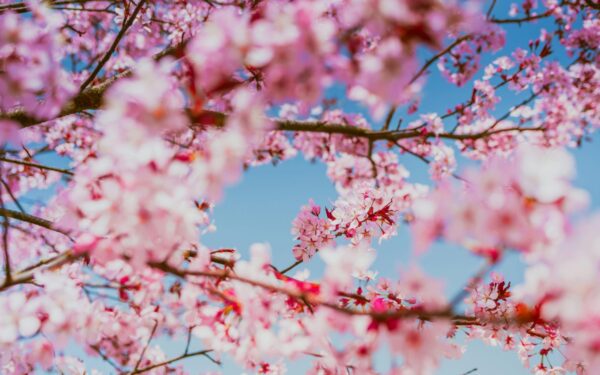 Jaučiatės įstrigę žiemoje? Sužinokite, kokie maži ritualai padės pasitikti pavasarį su nauja jėga