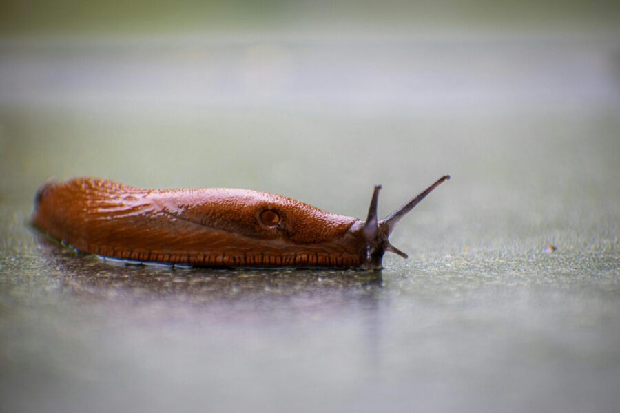 Detailed image of a brown land slug moving on a wet surface in Stuttgart, Germany.