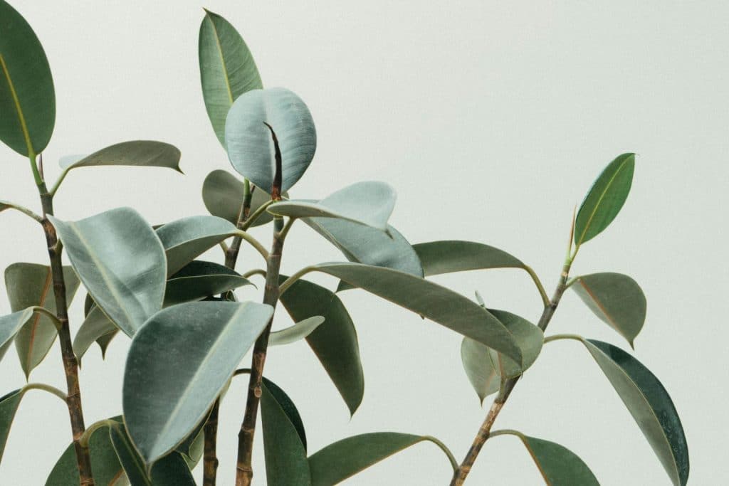 Elegant close-up of rubber plant leaves in a minimalist and natural composition.