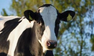 Karvė. Pexels nuotr.