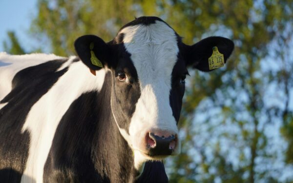 Pieno kainos krenta: Lietuva tarp labiausiai nukentėjusių rinkų Europoje, situacija blogėja