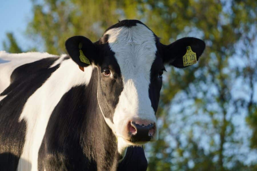 Karvė. Pexels nuotr.