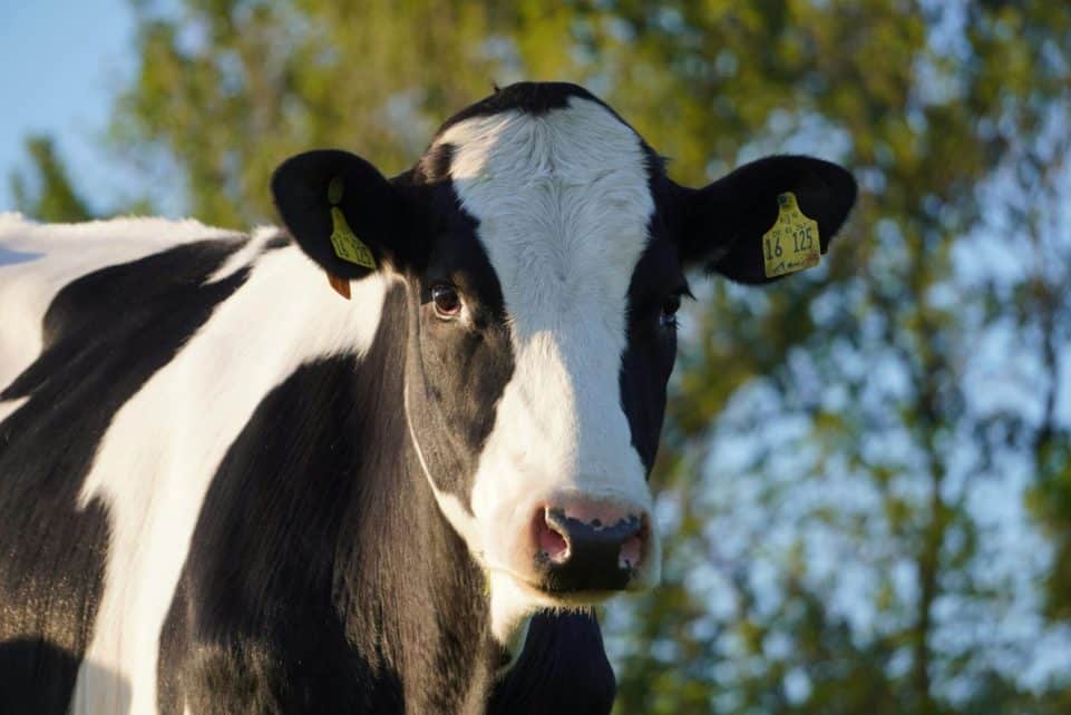 Karvė. Pexels nuotr.