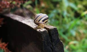 Detailed shot of a garden snail on a weathered log, with a lush green background.