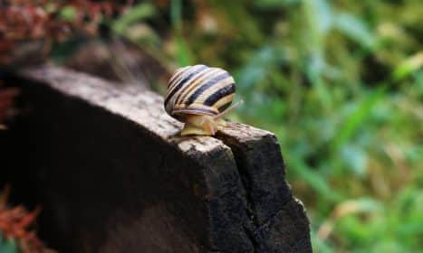Detailed shot of a garden snail on a weathered log, with a lush green background.