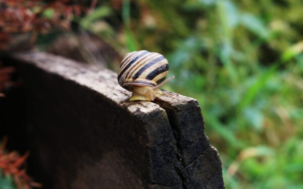 Sodininkai kalba apie neįtikėtiną efektą: užteko vieno buitinio produkto, sraigės dingo per naktį