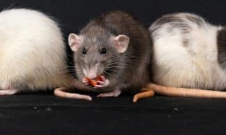 Žiurkės. Pexels nuotr.