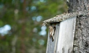 A female pied flycatcher outside a nest box in a Norwegian forest.