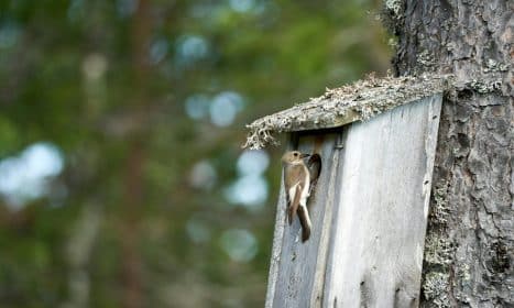 A female pied flycatcher outside a nest box in a Norwegian forest.