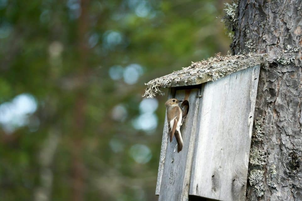 A female pied flycatcher outside a nest box in a Norwegian forest.