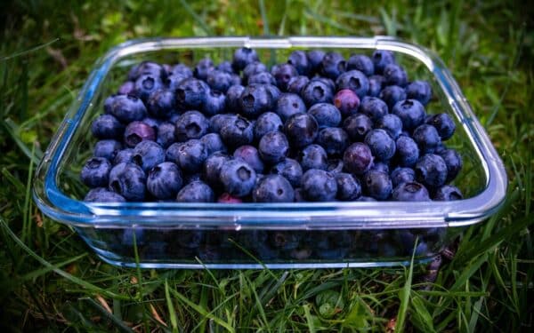 Tai privalote padaryti jau dabar: sužinokite, kokia gudrybė garantuoja trigubai didesnį uogų kiekį