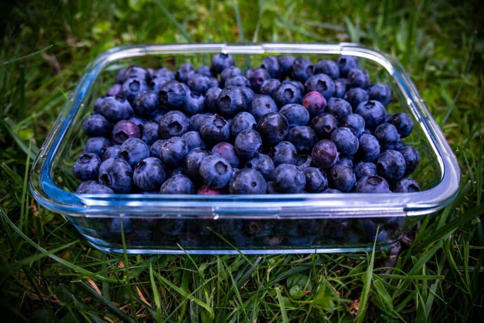 Glass container filled with ripe blueberries on green grass, showcasing fresh natural produce.
