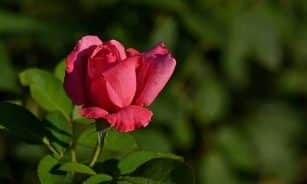 Close-up of a vivid pink rose blooming in a sunlit garden, symbolizing romance and natural beauty.