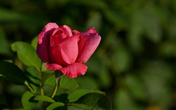 Šios gėlės yra geriausios rožių draugės: jos atbaido kenkėjus ir saugo drėgmę