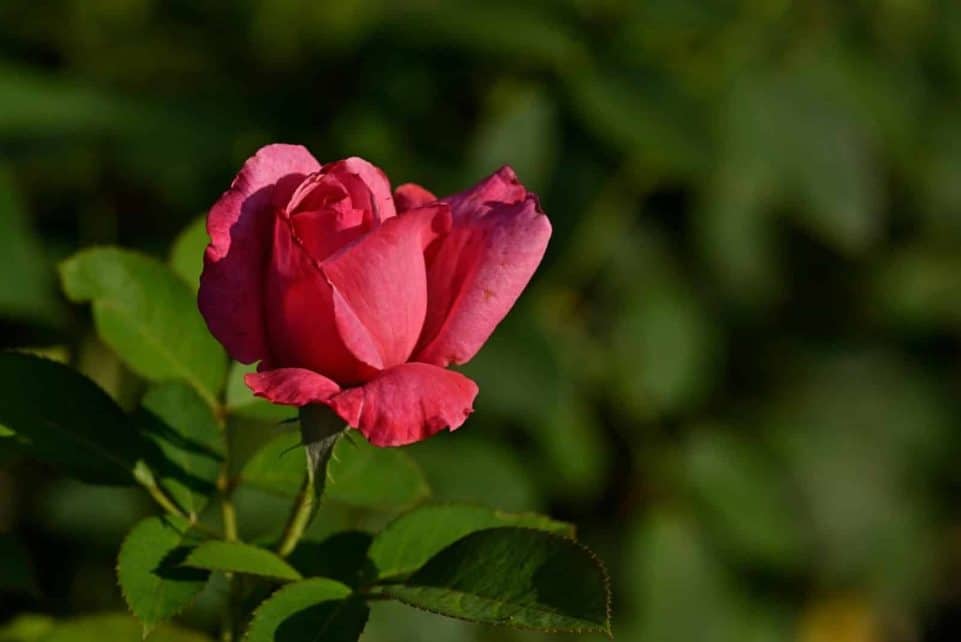 Close-up of a vivid pink rose blooming in a sunlit garden, symbolizing romance and natural beauty.