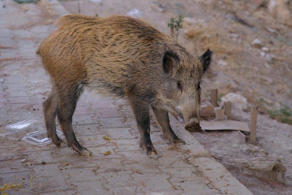 A wild boar exploring an urban street in Bornova, İzmir, Türkiye, captured in a natural setting.