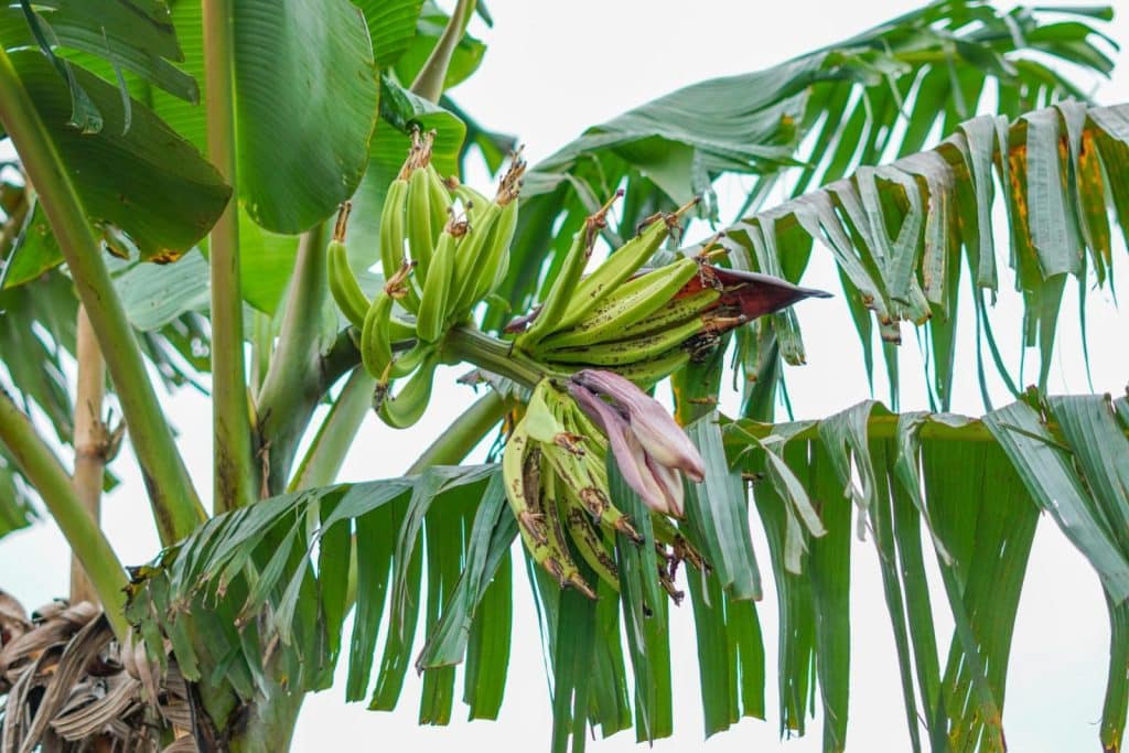 Close-up of a banana plant with green bananas and lush leaves outdoors in a tropical setting.