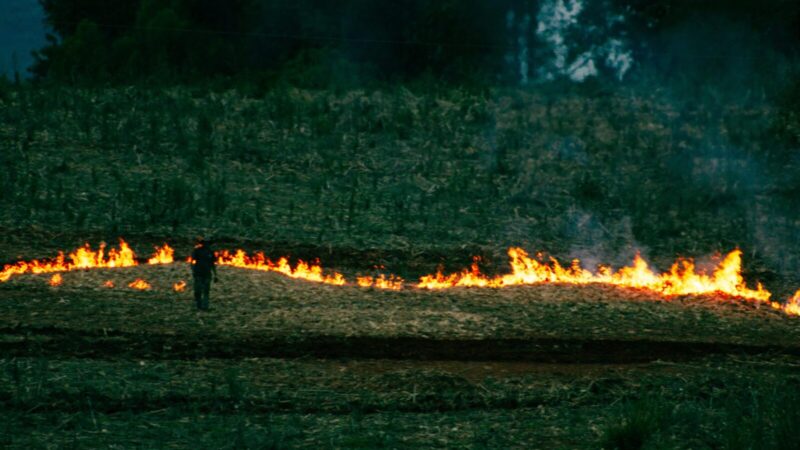 Nerimą keliantys vaizdai pasienyje: Kaliningrado srityje masiškai deginama žolė