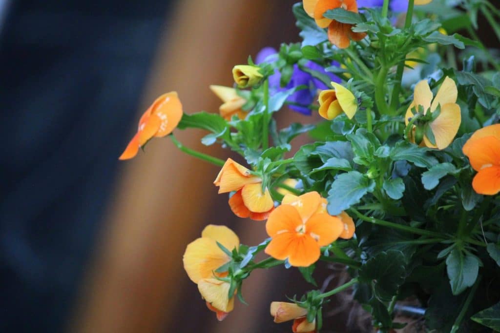 Close-up of colorful orange and yellow pansies with green leaves, showcasing vibrant spring beauty.