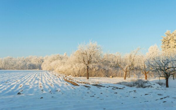 Pavasaris jau čia: sužinokite, kokie ženklai išduoda, kad žiema jau kraunasi lagaminus
