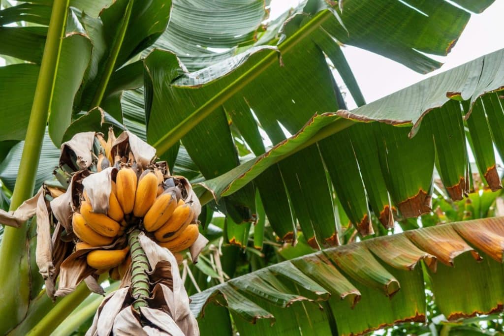 Cluster of ripe bananas hanging from a lush banana tree in a tropical setting.