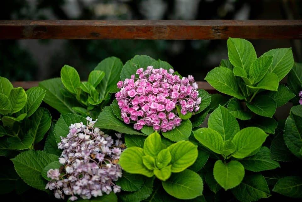 Bright pink and white hydrangeas among lush green foliage in a garden setting.