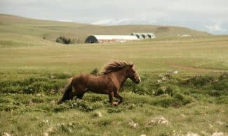 Arklys. Pexels nuotr.