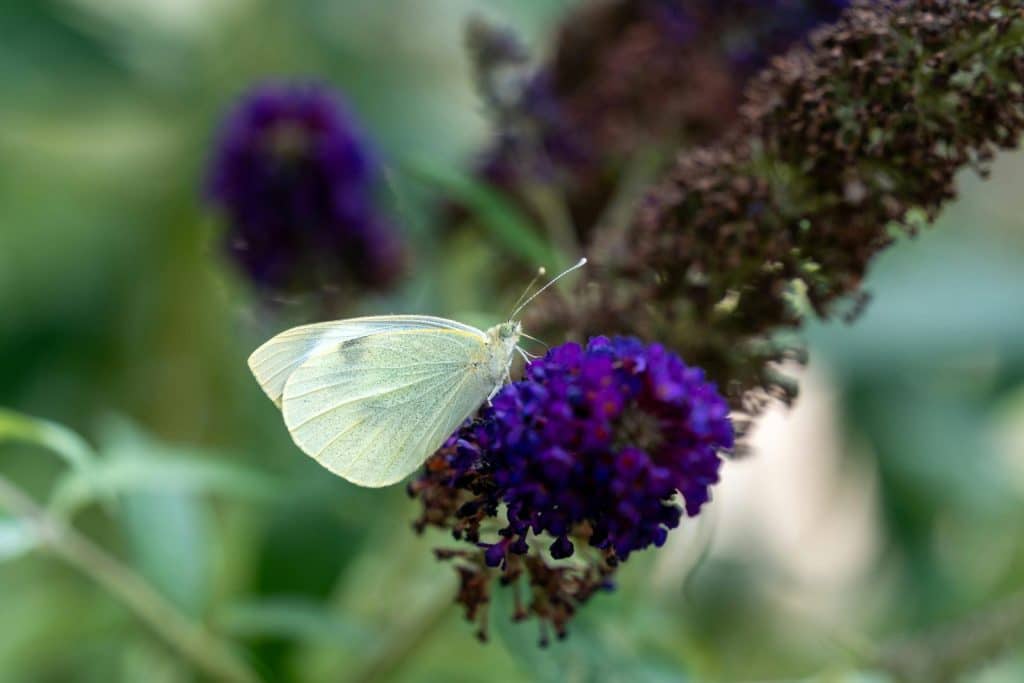 Close-up of a Cabbage White butterfly feeding on purple Buddleja flowers in a summer garden.