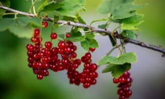 Close-up of vivid red currants hanging from a branch with green leaves.