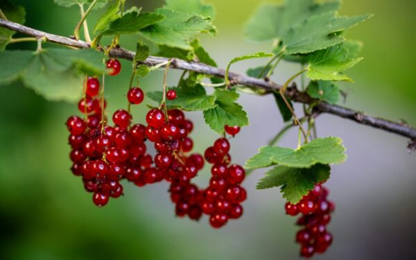 Serbentai džiugins rekordiniu derliumi: ši pavasarinė gudrybė padės pamiršti visas ligas