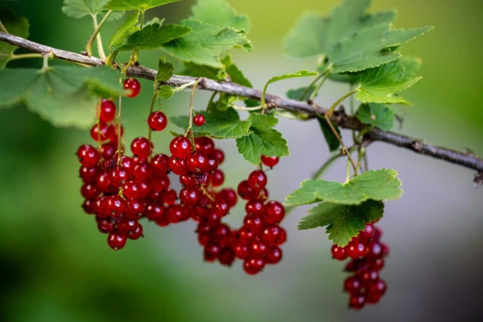 Close-up of vivid red currants hanging from a branch with green leaves.