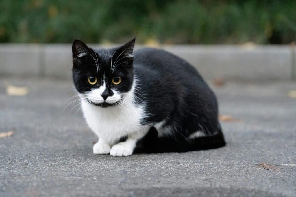 A black and white cat sitting on pavement with greenery in the background.