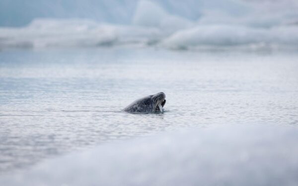 Jūs tuo nepatikėsite: ruoniai po vandeniu slapta kalbasi sudėtingesne kalba nei galvota iki šiol