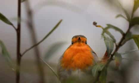 Detailed close-up of a vibrant European robin amidst greenery, showcasing its striking orange breast.