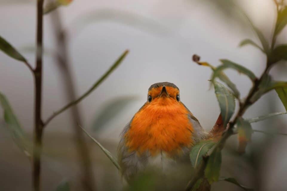 Detailed close-up of a vibrant European robin amidst greenery, showcasing its striking orange breast.