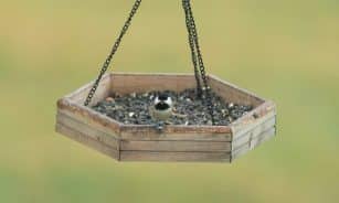 A chickadee perched on a wooden bird feeder filled with seeds outdoors.