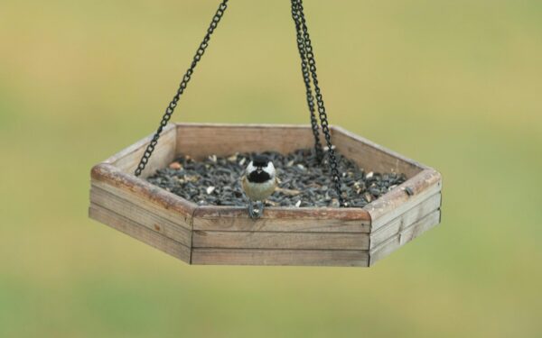 Klaida, kurią daro daugelis: sužinokite, kodėl pavasarį paukščiams nebereikia jūsų lesyklos