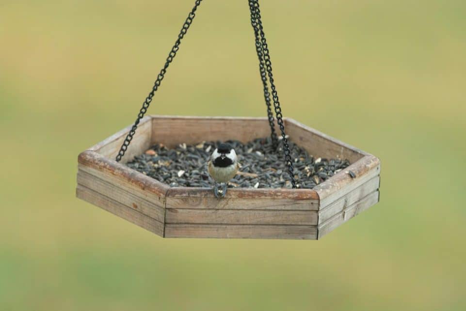 A chickadee perched on a wooden bird feeder filled with seeds outdoors.