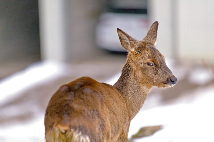 Ne visi tai žino: klaidos, kurios žiemą gyvūnams kainuoja gyvybes