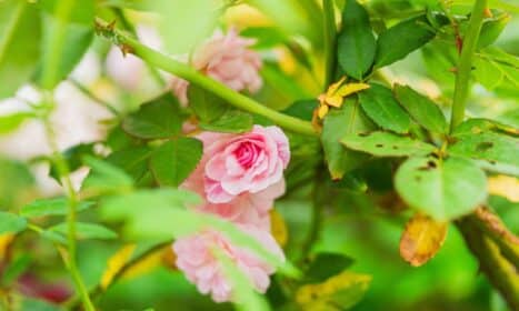 Close-up of pink roses surrounded by lush green leaves in a garden setting.