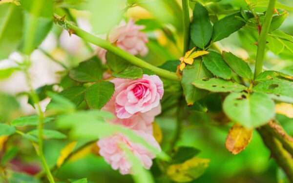 Rožės džiugins neįtikėtinu žydėjimu: viena genėjimo taisyklė padės pamiršti visas ligas