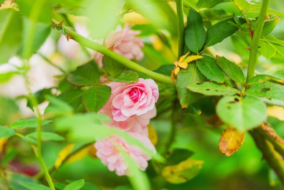Close-up of pink roses surrounded by lush green leaves in a garden setting.