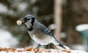 Close-up of a Blue Jay eating a peanut in the snow, showcasing wildlife in winter.
