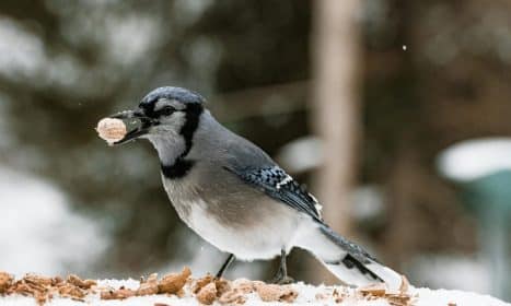 Close-up of a Blue Jay eating a peanut in the snow, showcasing wildlife in winter.